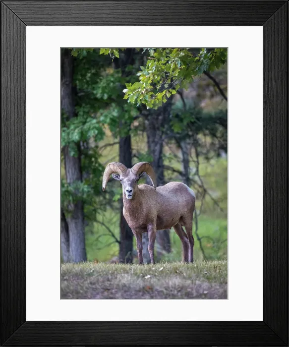Framed Print : A wild Rocky Mountain Bighorn sheep ram stares onward