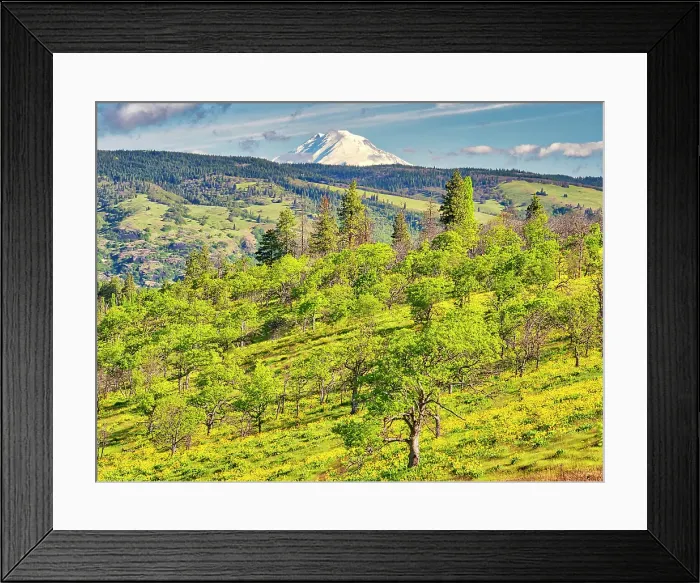 Framed Print : USA, Oregon. Columbia George, springtime and flowering yellow balsamroot amongst oak trees and MT. Rainier Framed Print : USA, Oregon. Columbia George, springtime and flowering yellow balsamroot amongst oak trees and MT. Rainier