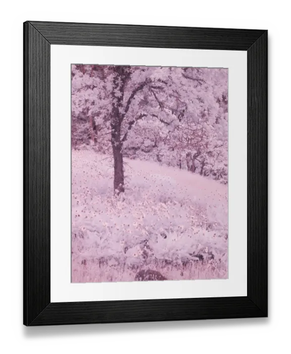 Framed Print : USA, Oregon. Columbia George, infrared of lone oak tree and wildflowers Framed Print : USA, Oregon. Columbia George, infrared of lone oak tree and wildflowers