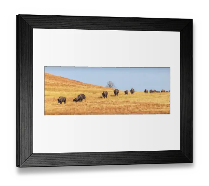 Framed Print : A herd of bison make their way from one pasture to another, as a daily routine Framed Print : A herd of bison make their way from one pasture to another, as a daily routine