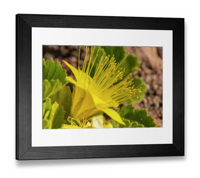 Framed Print : USA, Texas, Big Bend National Park. Rock nettle flower Framed Print : USA, Texas, Big Bend National Park. Rock nettle flower