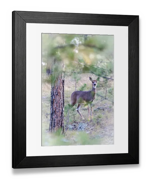 Framed Print : A doe white-tailed deer looks