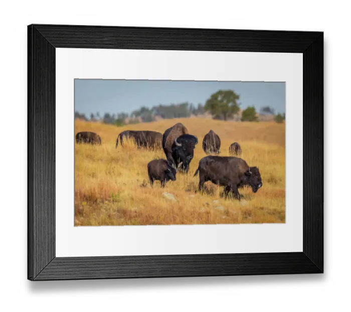 Framed Print : A herd of bison make their way from one pasture to another, as a daily routine
