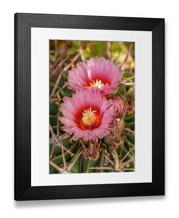 Framed Print : USA, Texas, Big Bend National Park. Blooming horse crippler cactus Framed Print : USA, Texas, Big Bend National Park. Blooming horse crippler cactus