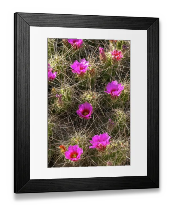 Framed Print : USA, Texas, Big Bend National Park. Blooming pitaya cactus