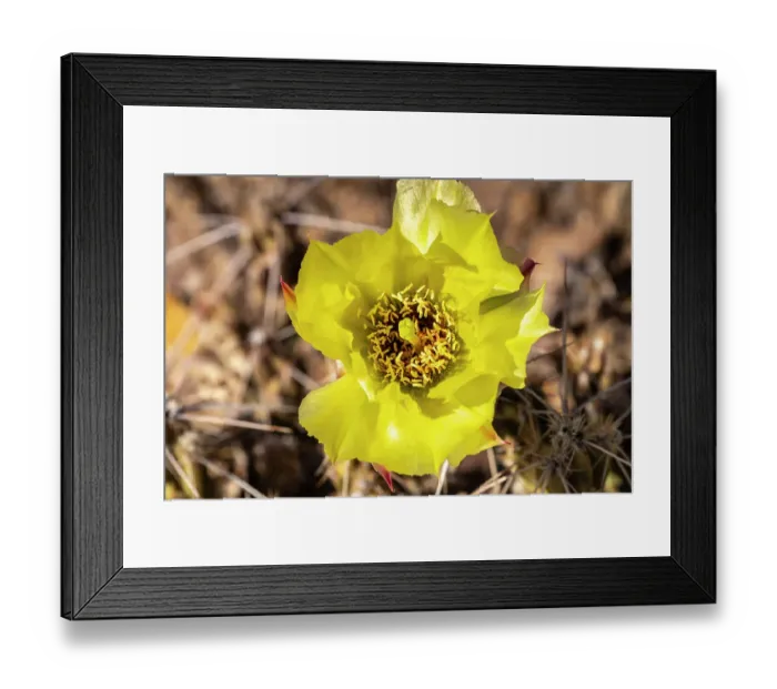 Framed Print : USA, Texas, Big Bend National Park. Club cholla cactus flower Framed Print : USA, Texas, Big Bend National Park. Club cholla cactus flower