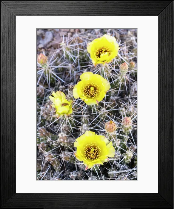 Framed Print : USA, Texas, Big Bend National Park. Blooming club cholla cactus