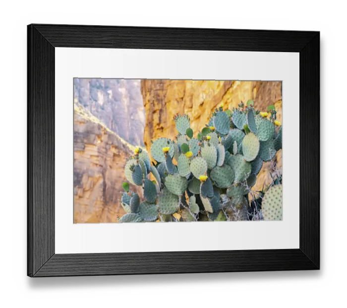 Framed Print : USA, Texas, Big Bend National Park. Santa Elena Canyon and blooming prickly pear cactus Framed Print : USA, Texas, Big Bend National Park. Santa Elena Canyon and blooming prickly pear cactus