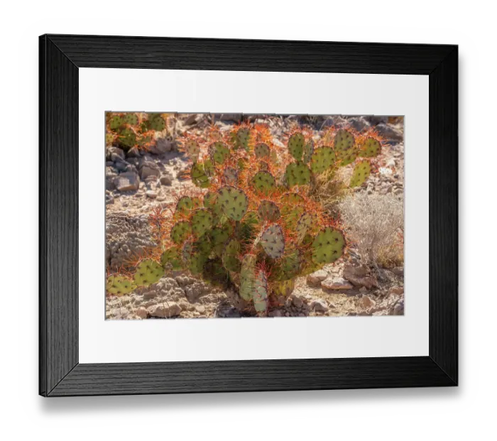 Framed Print : USA, Texas, Big Bend National Park. Close-up of backlit prickly pear cactus Framed Print : USA, Texas, Big Bend National Park. Close-up of backlit prickly pear cactus