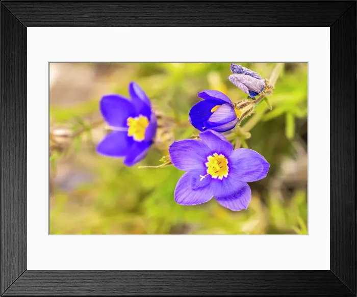 Framed Print : USA, Texas, Guadalupe Mountains National Park. Blooming blue gilia flowers Framed Print : USA, Texas, Guadalupe Mountains National Park. Blooming blue gilia flowers