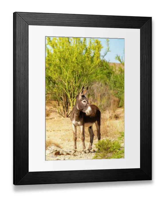 Framed Print : USA, Texas, Big Bend National Park. Male donkey