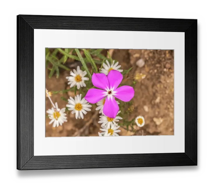 Framed Print : USA, Texas, Guadalupe Mountains National Park. Blooming phlox and heath aster flowers Framed Print : USA, Texas, Guadalupe Mountains National Park. Blooming phlox and heath aster flowers