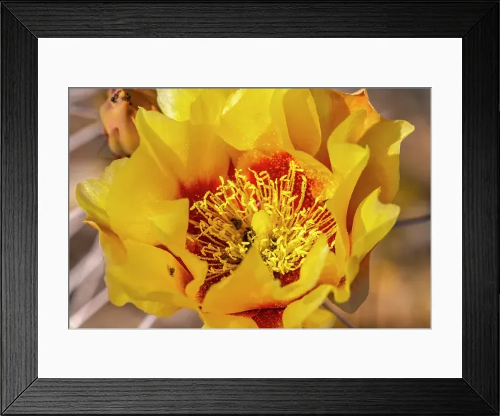 Framed Print : USA, Texas, Big Bend National Park. Prickly pear cactus blossom close-up