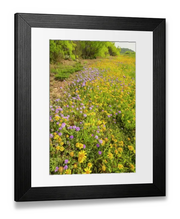 Framed Print : USA, Texas, Hill Country. Blooming Huisache daisy and verbena flowers