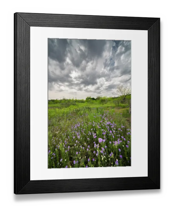Framed Print : USA, Texas, Hill Country. Field of blooming verbena flowers and clouds Framed Print : USA, Texas, Hill Country. Field of blooming verbena flowers and clouds