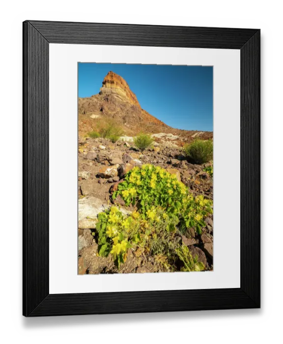 Framed Print : USA, Texas, Big Bend National Park. Cerro Castellan formation and rock nettles flowers Framed Print : USA, Texas, Big Bend National Park. Cerro Castellan formation and rock nettles flowers