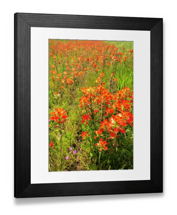 Framed Print : USA, Texas, Hill Country. Blooming Indian paintbrush flowers Framed Print : USA, Texas, Hill Country. Blooming Indian paintbrush flowers