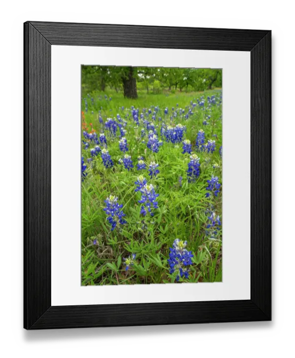 Framed Print : USA, Texas, Hill Country. Field with bluebonnet flowers