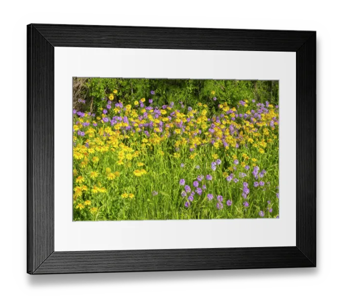 Framed Print : USA, Texas, Hill Country. Blooming Huisache daisies and verbena Framed Print : USA, Texas, Hill Country. Blooming Huisache daisies and verbena