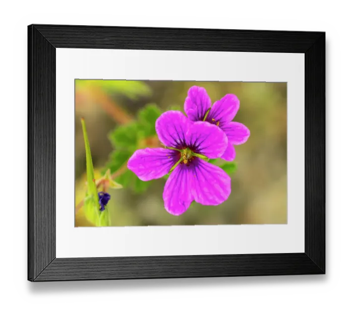 Framed Print : USA, Texas, Hill Country. Blooming wildflower