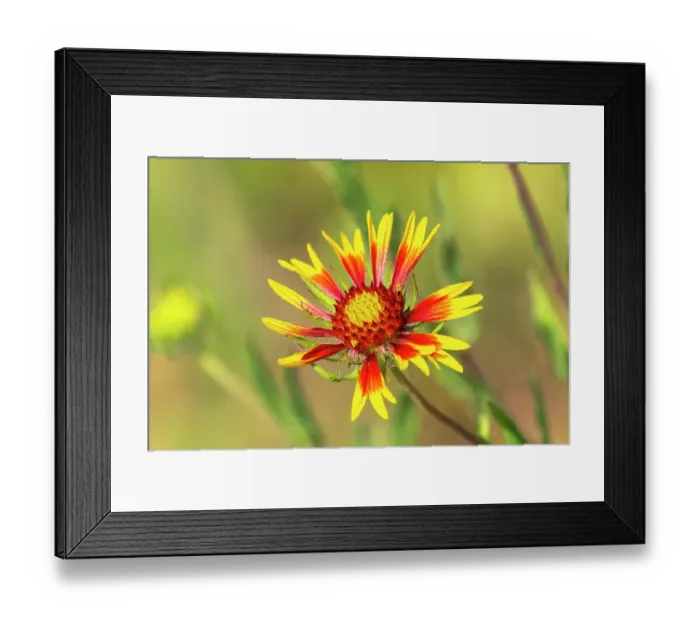 Framed Print : USA, Texas, Hill Country. Blooming Indian blanket wildflower