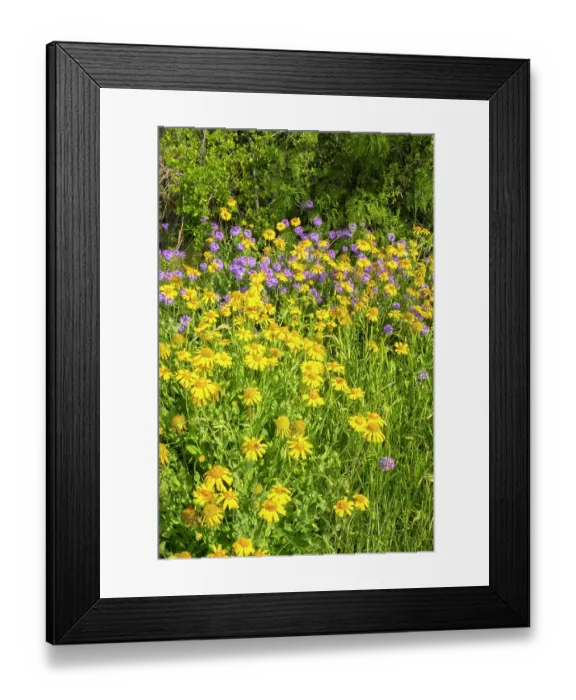 Framed Print : USA, Texas, Hill Country. Blooming Huisache daisies and verbena Framed Print : USA, Texas, Hill Country. Blooming Huisache daisies and verbena