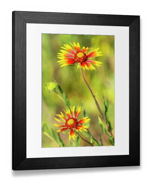Framed Print : USA, Texas, Hill Country. Blooming gaillardia wildflowers