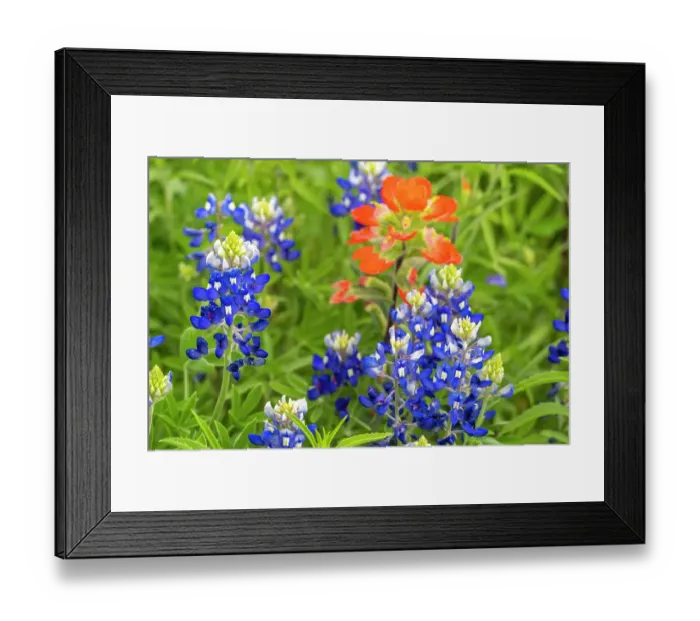 Framed Print : USA, Texas, Hill Country. Blooming bluebonnets and Indian paintbrush flowers