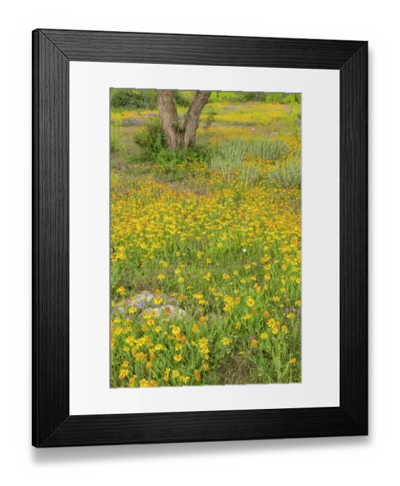 Framed Print : USA, Texas, Hill Country. Blooming Huisache daisies Framed Print : USA, Texas, Hill Country. Blooming Huisache daisies