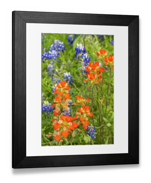 Framed Print : USA, Texas, Hill Country. Blooming bluebonnets and Indian paintbrush flowers