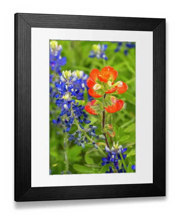 Framed Print : USA, Texas, Hill Country. Close-up of bluebonnets and Indian paintbrush flowers Framed Print : USA, Texas, Hill Country. Close-up of bluebonnets and Indian paintbrush flowers