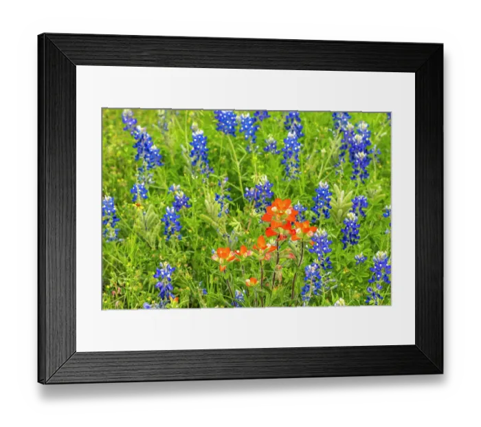 Framed Print : USA, Texas, Hill Country. Blooming bluebonnets and Indian paintbrush flowers Framed Print : USA, Texas, Hill Country. Blooming bluebonnets and Indian paintbrush flowers