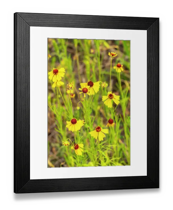 Framed Print : USA, Texas, Hill Country. Blooming coreopsis flowers