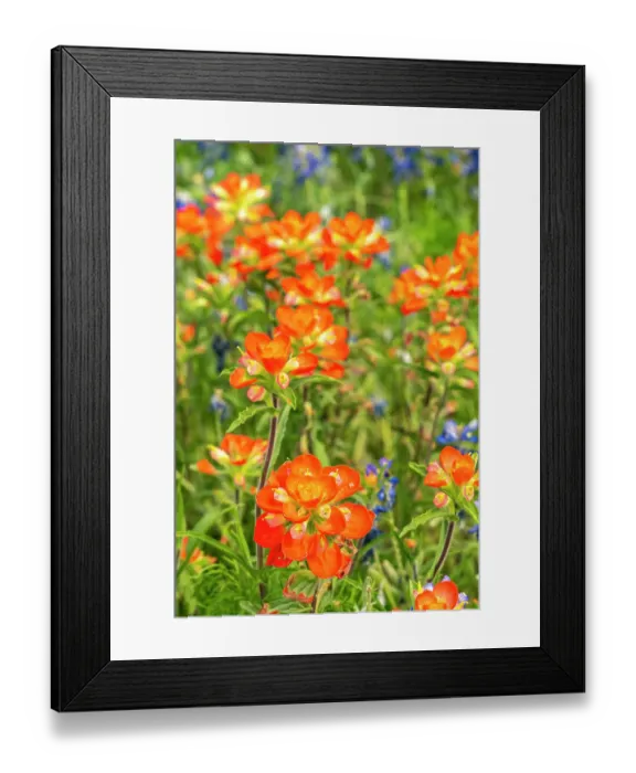 Framed Print : USA, Texas, Hill Country. Blooming bluebonnets and Indian paintbrush flowers Framed Print : USA, Texas, Hill Country. Blooming bluebonnets and Indian paintbrush flowers