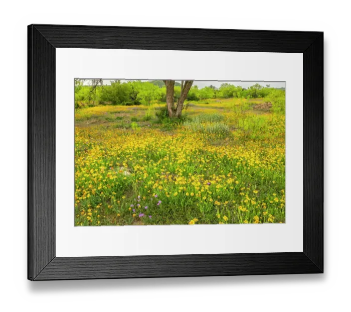 Framed Print : USA, Texas, Hill Country. Blooming Huisache daisies Framed Print : USA, Texas, Hill Country. Blooming Huisache daisies
