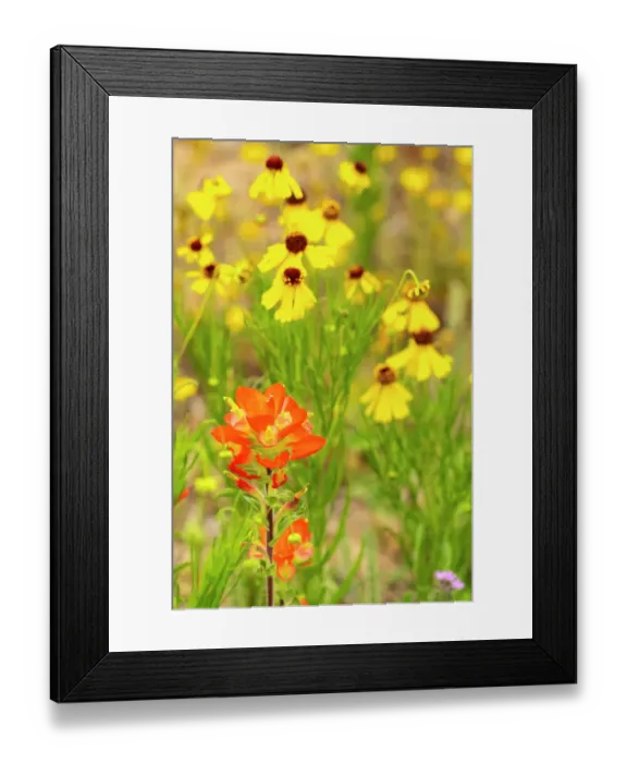 Framed Print : USA, Texas, Hill Country. Blooming coreopsis and Indian paintbrush flowers