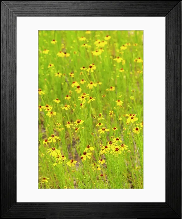 Framed Print : USA, Texas, Hill Country. Blooming coreopsis flowers