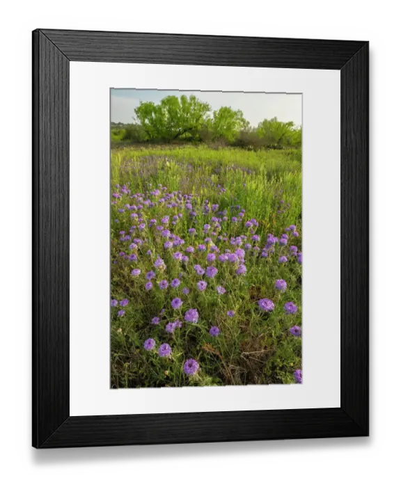 Framed Print : USA, Texas, Hill Country. Field with blooming verbena flowers