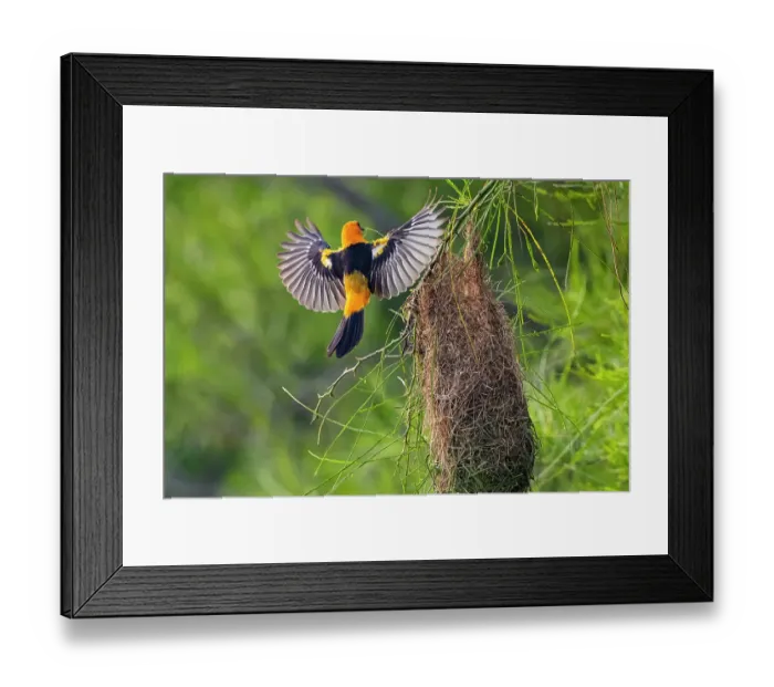 Framed Print : USA, Texas, Cameron County. Laguna Atascosa National Wildlife Refuge, Altamira oriole land at nest