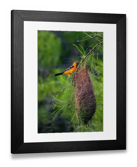 Framed Print : USA, Texas, Cameron County. Laguna Atascosa National Wildlife Refuge, Altamira oriole building nest Framed Print : USA, Texas, Cameron County. Laguna Atascosa National Wildlife Refuge, Altamira oriole building nest