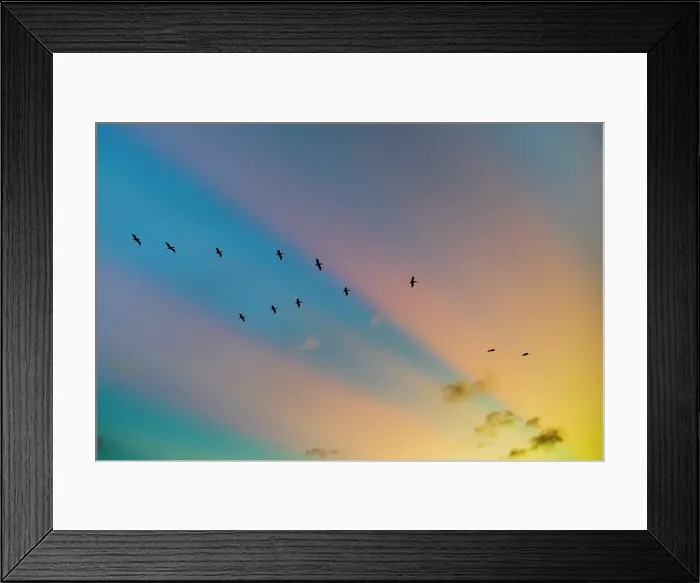 Framed Print : USA, Texas, Cameron County. Laguna Atascosa National Wildlife Refuge, brown pelican Framed Print : USA, Texas, Cameron County. Laguna Atascosa National Wildlife Refuge, brown pelican