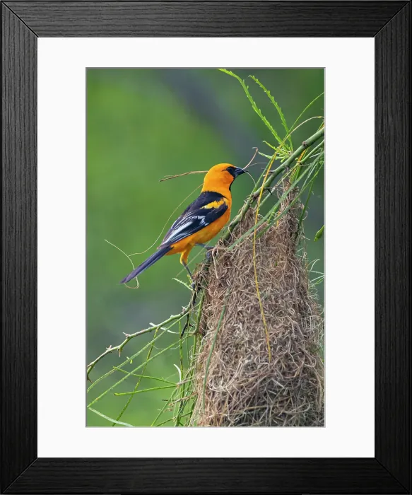 Framed Print : USA, Texas, Cameron County. Laguna Atascosa National Wildlife Refuge, Altamira oriole weaving nest Framed Print : USA, Texas, Cameron County. Laguna Atascosa National Wildlife Refuge, Altamira oriole weaving nest