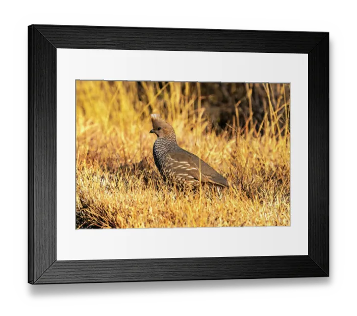 Framed Print : USA, Texas, Big Bend National Park. Scaled quail close-up Framed Print : USA, Texas, Big Bend National Park. Scaled quail close-up