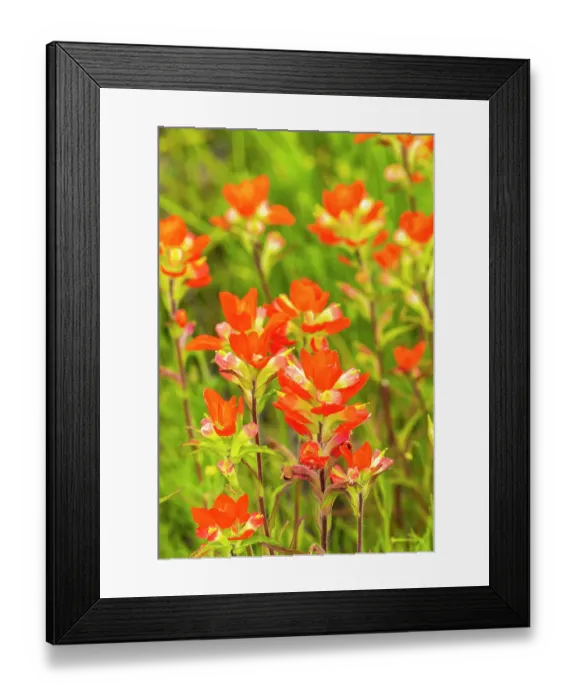 Framed Print : USA, Texas, Hill Country. Blooming Indian paintbrush flowers