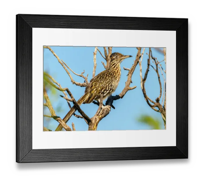 Framed Print : USA, Texas, Big Bend National Park. Greater roadrunner in tree Framed Print : USA, Texas, Big Bend National Park. Greater roadrunner in tree