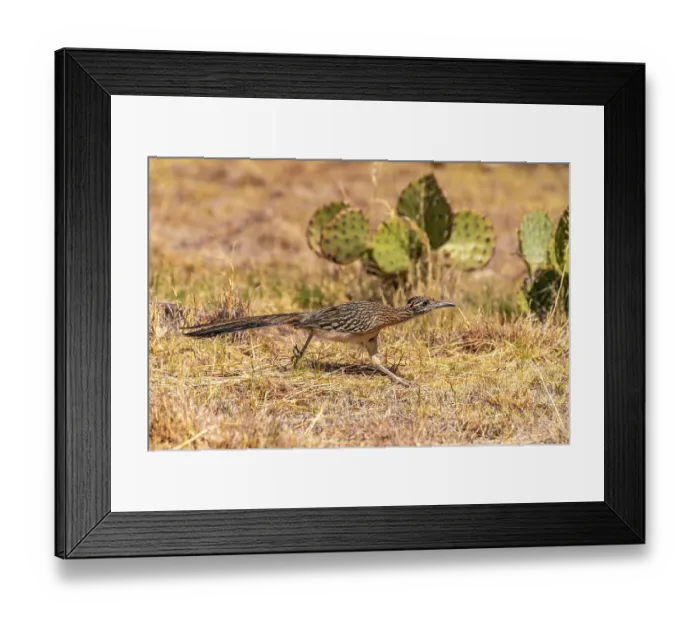 Framed Print : USA, Texas, Big Bend National Park. Greater roadrunner hunting for prey Framed Print : USA, Texas, Big Bend National Park. Greater roadrunner hunting for prey
