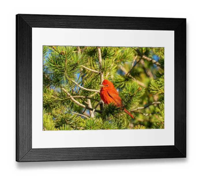 Framed Print : USA, Texas, Big Bend National Park. Summer tanager in tree Framed Print : USA, Texas, Big Bend National Park. Summer tanager in tree