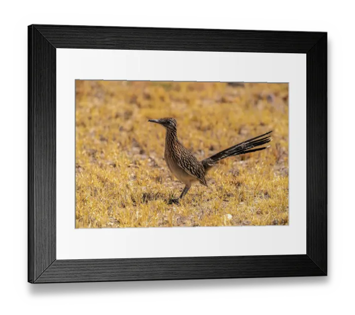 Framed Print : USA, Texas, Big Bend National Park. Greater roadrunner hunting for prey Framed Print : USA, Texas, Big Bend National Park. Greater roadrunner hunting for prey