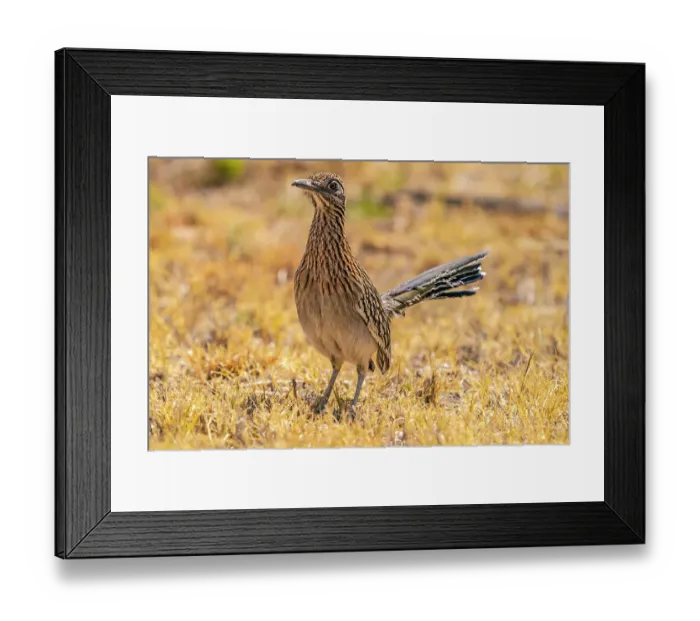 Framed Print : USA, Texas, Big Bend National Park. Greater roadrunner hunting for prey
