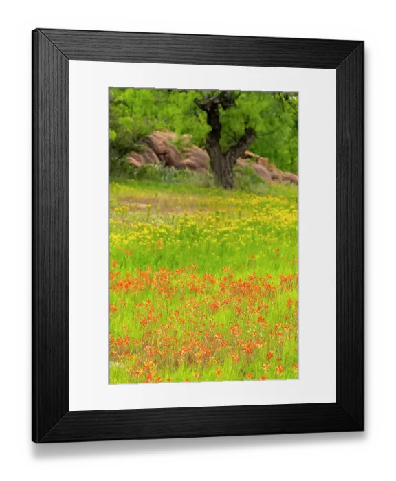 Framed Print : USA, Texas, Hill Country. Field of blooming coreopsis and Indian paintbrush flowers Framed Print : USA, Texas, Hill Country. Field of blooming coreopsis and Indian paintbrush flowers